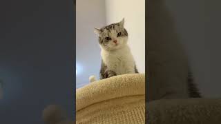Disturbing Catty #catty #catvideos #cat #animalvideos #kitten #cutecat