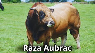 Raza De Ganado Aubrac: Orígenes, características y producción #cattlefarm #cattles by Engormix 7,630 views 2 months ago 8 minutes, 16 seconds