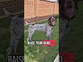 raise your hand German Shorthaired Pointer GSP Panzer... 🤔🐾🐶 #shorts #ytshorts #viral #trending