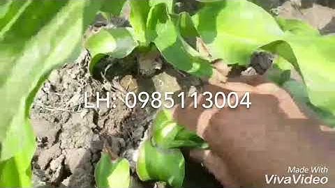 Cây giống trinh nữ hoàng cung (0985113004)