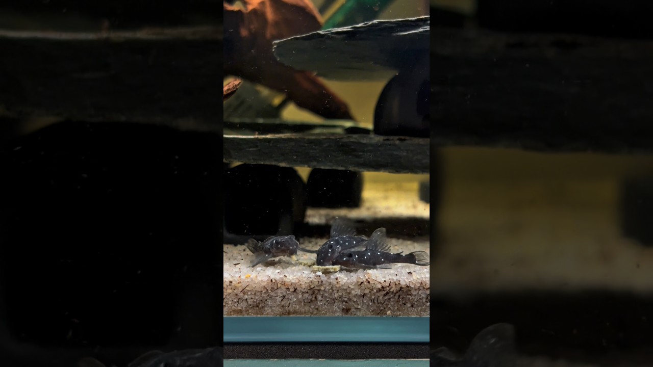 UM DOS PLECOS MAIS PEQUENOS!