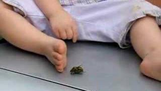 Flying June Bug