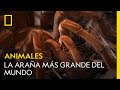 Observa cómo la araña más grande del mundo inmoviliza a sus presas | NATIONAL GEOGRAPHIC ESPAÑA