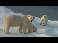 La banquise de l'ours blanc