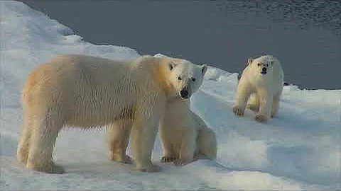 Où vit l'ourse polaire ?