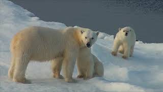 La banquise de l'ours blanc