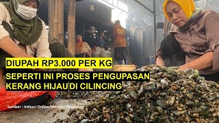 Green Mussel Peeling Process in Cilincing