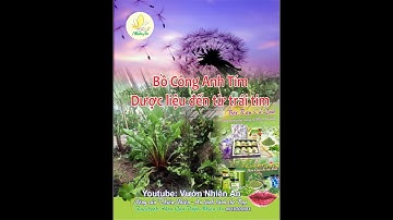 Cây Bồ Công Anh Tím, Dược liệu đến từ trái tim