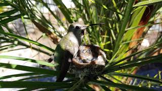 4k Hummingbird Mother Feeding Babies