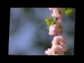 Ой у полі три криниченьки Ukrainian Folk Song By M V Lytvyn Ой у полі три криниченьки Ukrainian Folk Song By M V Lytvyn