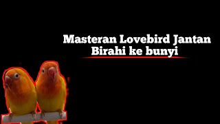 Masteran Lovebird Birahi jantan ke Bunyi