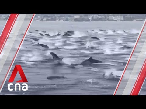 Hundreds of dolphins