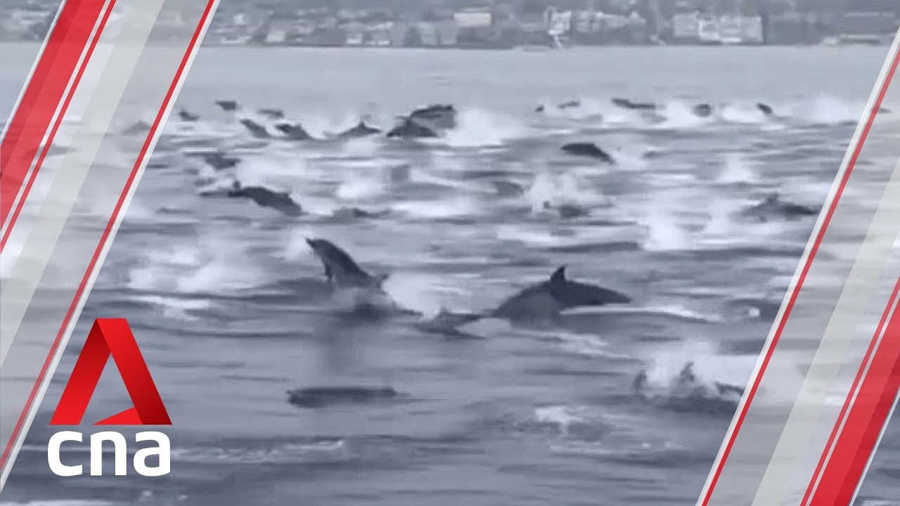 Hundreds of dolphins surround boat in southern California