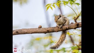 Squirrels Playing in the Trees, Climbing on the Trees | Wildlife of Pakistan | Life Skills TV