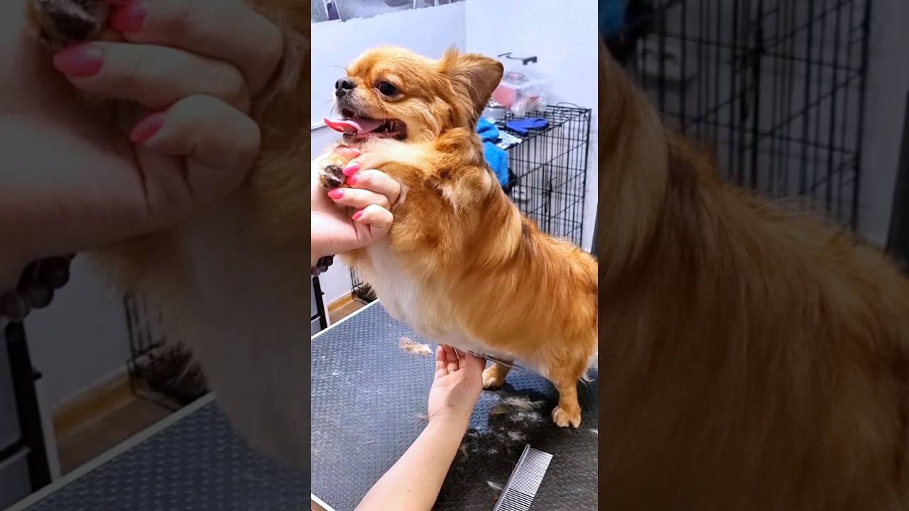 Еще один пекинес, окантовка 