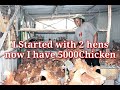 I STARTED WITH 2 HENS NOW I HAVE 5000 CHICKEN