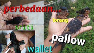 Mengenal burung layang layang yang cocok buat free fly atau FF