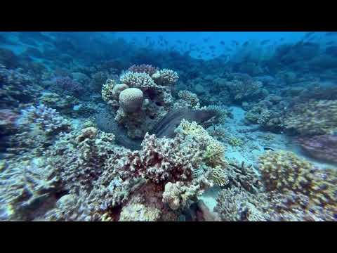 Gubal Island Red Sea Hurghada 