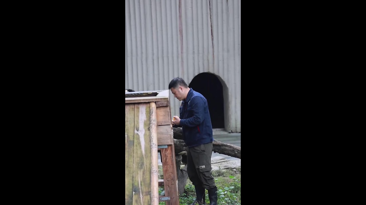 猫咪跳跃失败，结果萌翻全场！ | Funny Cat Jump Fail – Cutest Ever! 2025-11-03 