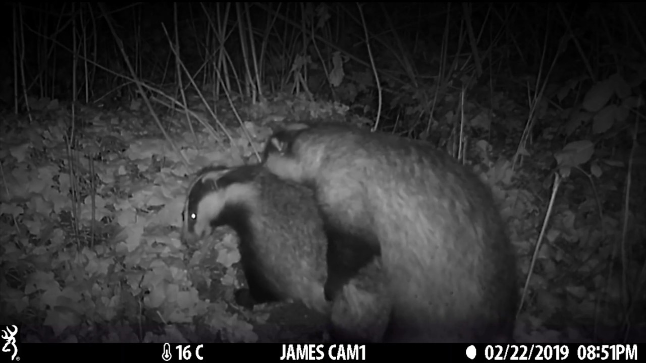 Have You Ever Seen Badgers Mating? Incredible Footage Of Breeding Season