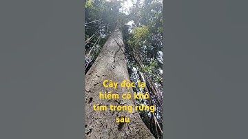 Cây cổ thụ độc lạ hiếm có khó tìm trong rừng sâu.l Độc Lạ Tây Nguyên.