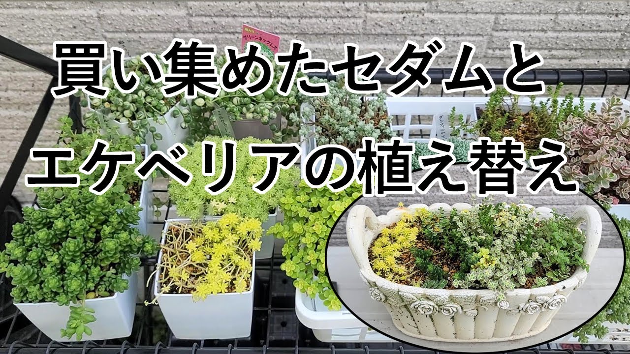 ガーデニング 多肉植物 買い集めたセダムとエケベリアを植え替えます Youtube