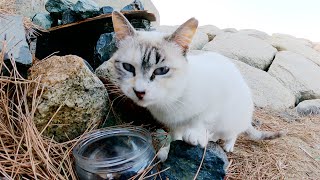 海の家で楽しそうに暮らす美猫親子