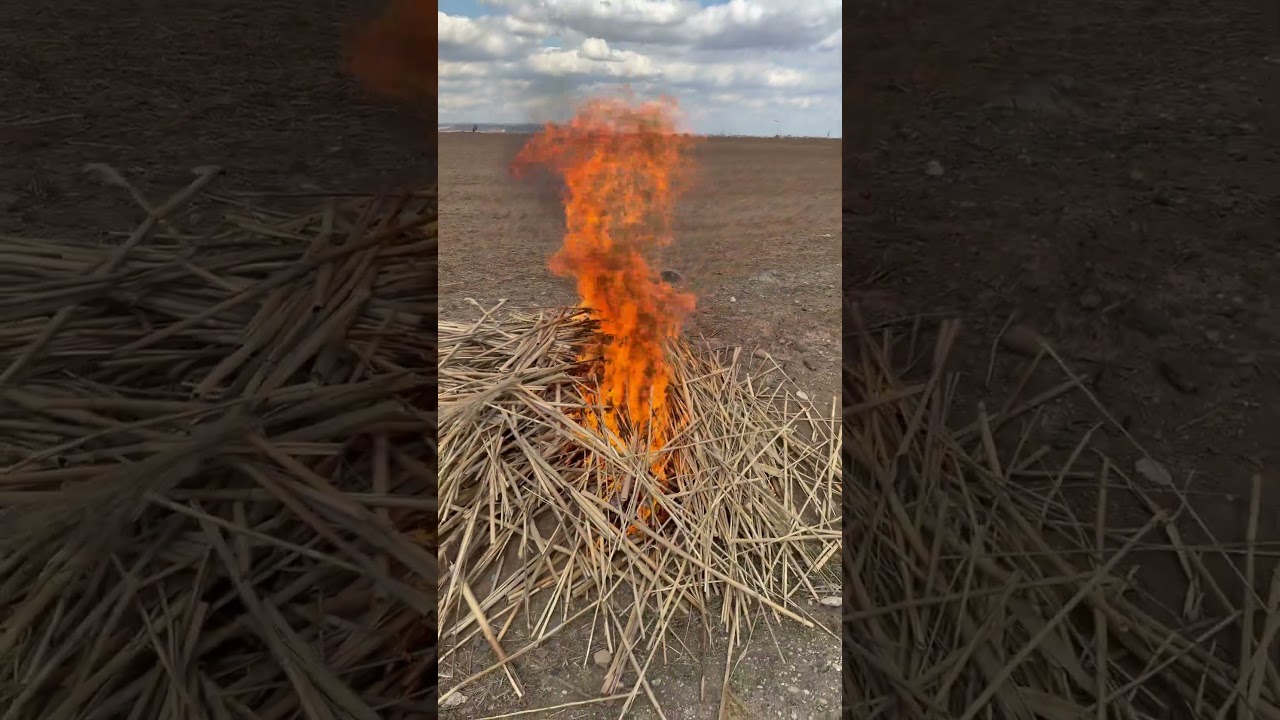 حرق قش القصب