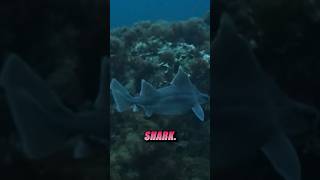 What is the BEST shark in the world?!