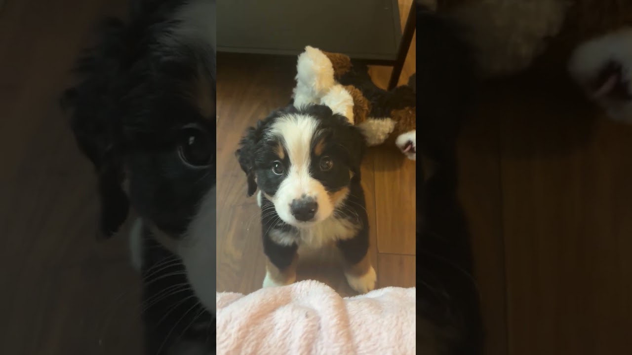 This Dog’s Reaction Will Leave You SPEECHLESS! 🤯🐶 