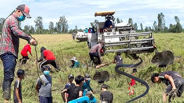 Theo Máy Cắt Lúa Bắt Chuột Bất Ngờ Có Con Rắn Bò Ra Cả Nhóm Kéo Nhau Đi Kiếm | Thanh điền