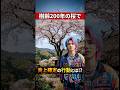 私有地の桜に無断で登る若者