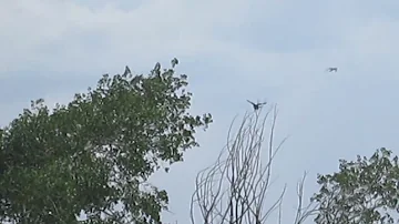 Пустельга и канюк)