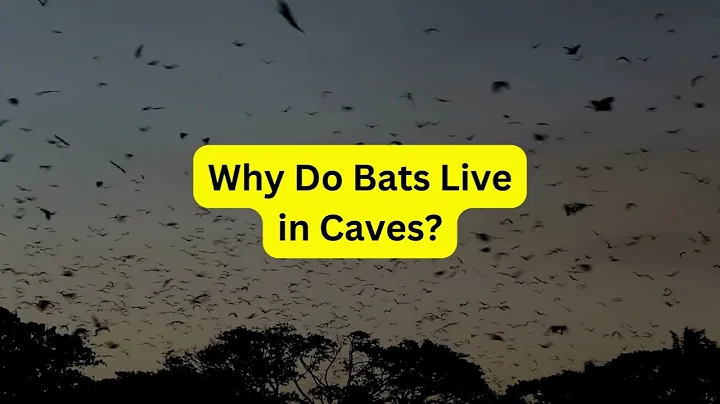 Why Do Bats Live in Caves?