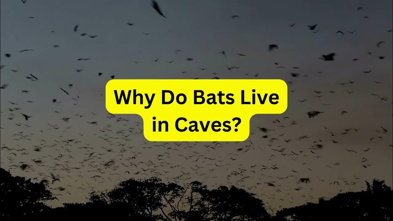 Why Do Bats Live in Caves? YouTube