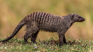 Mongoose.