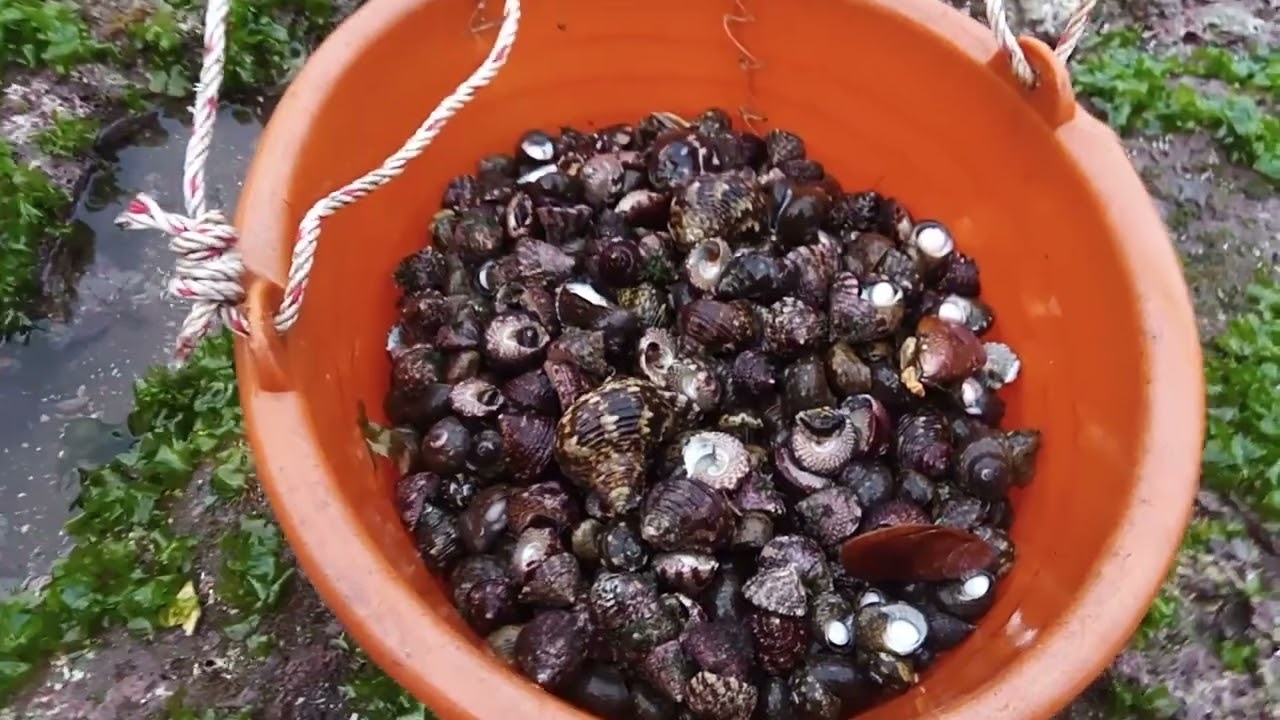 Kerang melimpah di pantai madasari