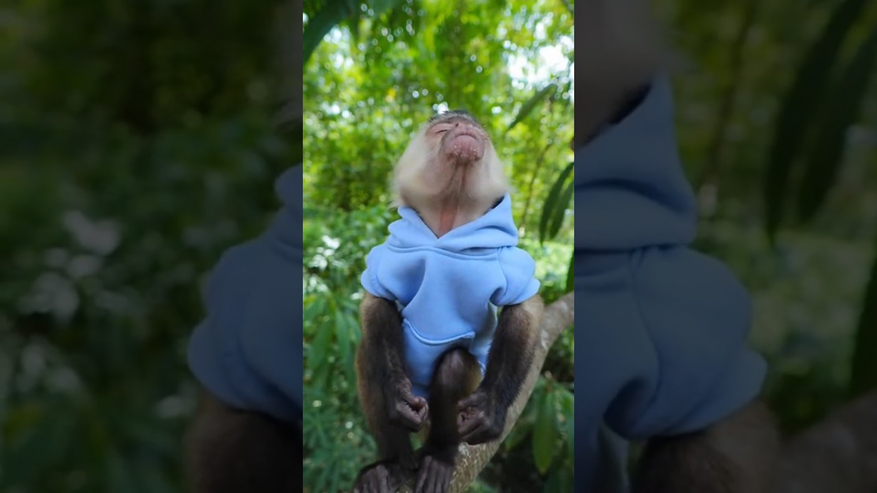 Tiny Drama Queen! 😆🐒😂