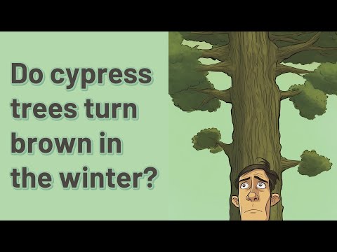 Video: I cipressi diventano marroni in inverno?