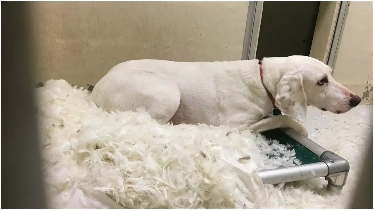 MALGRÉ SON ADOPTION, CE CHIEN RETOURNAIT À CHAQUE FOIS AU
