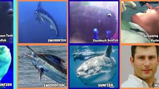 Real Life Version Of Finding Nemo And Finding Dory Characters Part 4