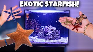 BUYING COLORFUL STAR-FISH For My AQUARIUM!! *Rare*
