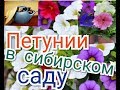 ПЕТУНИИ В СИБИРСКОМ САДУ Выпуск №3