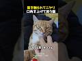 髭を触られてニヤリ 口角を上げて笑う猫のサムネイル