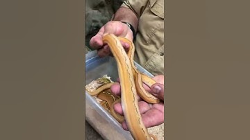 Crazy Worlds First Python Morphs 🐍 #shorts #animals #reptile #dinosaur #cuteanimals #snake #python