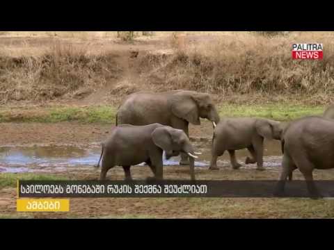 სპილოებს გონებაში რუკის შექმნა შეუძლიათ