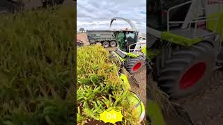 Satisfying Crop Harvesting Process