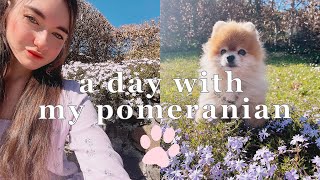VLOG: Day in the life with my Pomeranian dog (extra cute)