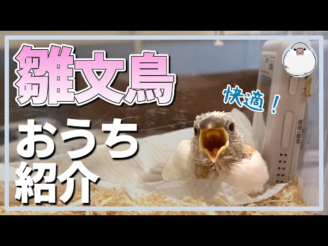 雛文鳥のケージ紹介！お迎えに必要なもの【Java sparrow】