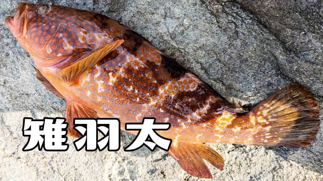 キジハタ(雉羽太)が釣れた日。 - YouTube